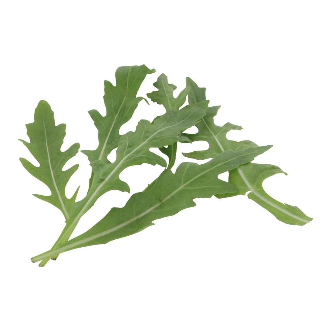 Rucola Salat 125 g – Frischer Blattsalat für Küche & Salate – Bild 2